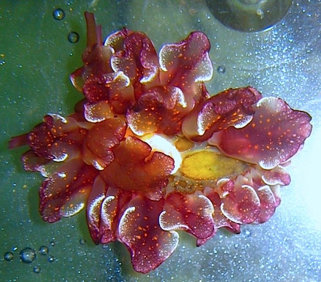 Photo:  nudibranch Cyerce cristallina